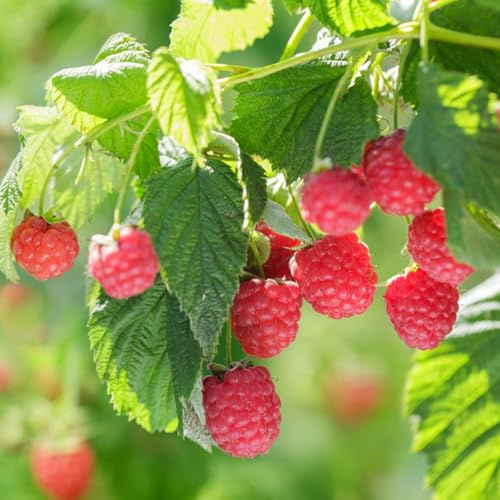 semi di lampone da giardino estremamente resistenti acquistare 125pcs