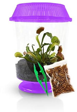 Venus Fly Trap Live Plant with 4.5 Purple Terrarium + Carnivorous Plants Food Bundle with Feeding Tweezers - Carnivorous Plant Soil and Live Venus Flytrap
