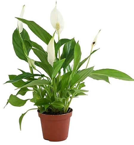 Espatifilo Natural Vivo Planta de Interior que Purifica el Aire