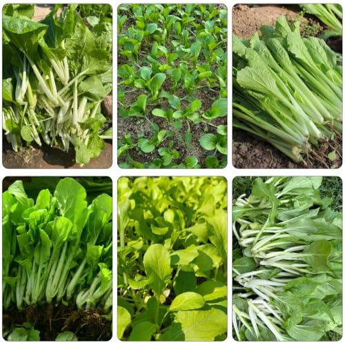 Semillas de pak choi, col con mostaza china Camas elevadas el jardín de balcón resistentes balcón invernadero interior jardín, 400pcs