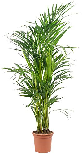 Palmier d'arec - plante d'intérieur facile d'entretien, Areca Dypsis lutescens - hauteur env. 85 cm, pot-Ø 17 cm