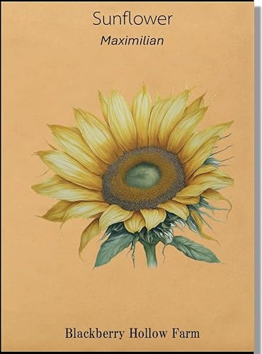 300+ Maximilian Sunflower Seeds | Tall, Perennial Blooms | Heirloom, Non-GMO, High Germination | Perfect for Naturalized Landscapes & Wildlife Gardens