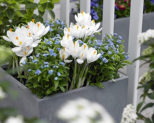 Bloomique - 3er Set - Myosotis Palustris - Sumpfvergissmeinnicht - Teichpflanzen Winterhart - Wasserpflanzen - Zone 1-2 - Höhe 10-20 cm - Topf 9 cm