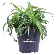 Pianta di Clorofito Pacifico Pianta di Chlorophytum Laxum Pacific Pianta di Falangio pianta da interno pianta ornamentale di Clorofito variegato pianta vera venduta da eGarden.store