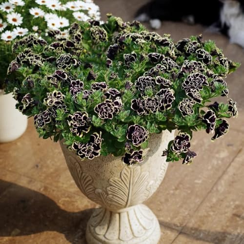 semi di petunia perenne resistenti all'esterno di petunia sospese, ombra da balcone perenni resistenti 900pcs