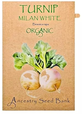 Organic Turnip ❁ Milan White ❁ x150 Seeds Heirloom - Non GMO