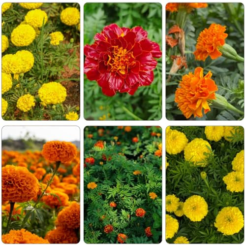 semi di tagete - semi di giardino resistenti interni resistenti giardino medicinale estremamente 250pcs