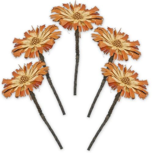 Protea Trockenblumen hell gebleicht natur - 5er Set echte afrikanische Zuckerbüsche als getrocknete Naturdeko - Trockenpflanzen mit bunten Blüten als Boho Tisch-Deko zum Basteln