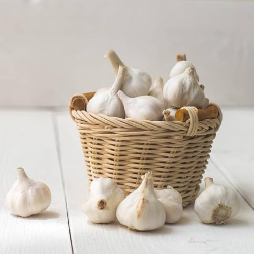 semillas de ajo para raras, orgánicas, invierno para camas elevadas, jardín balcón, interior, 100pcs