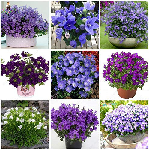 Kalash New Campanula graines Fleurs pour mélanger le jardinage