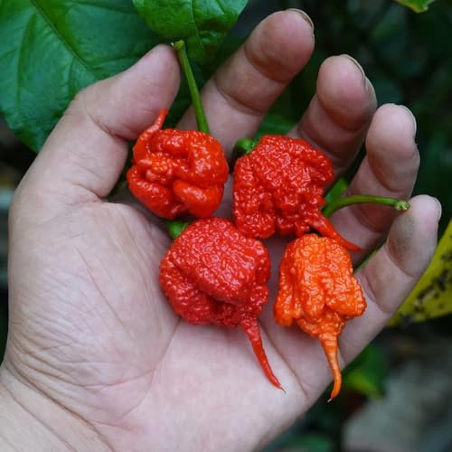 350 piezas semillas de carolina reaper Balcón. silvestres, resistentes al exterior orgánicas cama