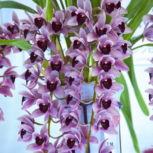 Bulbes d'orchidée cymbidium brillants en vrac, vivace, plantation professionnelle pour de superbes présentations de jardin - 3 ampoules-E