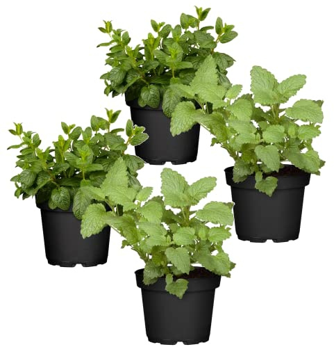 Dos Plantas de Menta Chocolate + Dos Plantas de Hierbabuena - Plantas Premium DECOALIVE - Hierbas Naturales para Huerto Urbano - Plantas Aromáticas