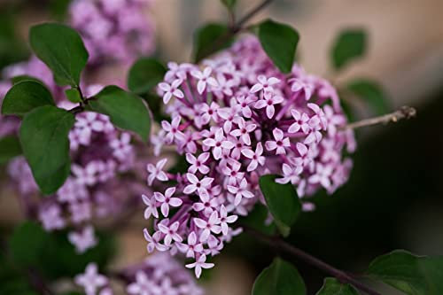 Syringa meyeri 'Red Pixie' 80 cm Stammhöhe - Zwergflieder, rosa Blüten, Blütezeit Mai-Juni, ideal für kleine Gärten, duftend, pflegeleicht