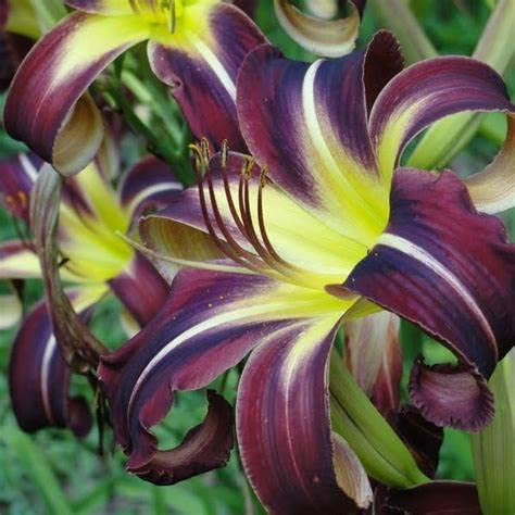 Mehrjährige Blumenzwiebel, Lilienzwiebel, Forever Lily Garden, 10 Zwiebeln, A: Nur Samen: