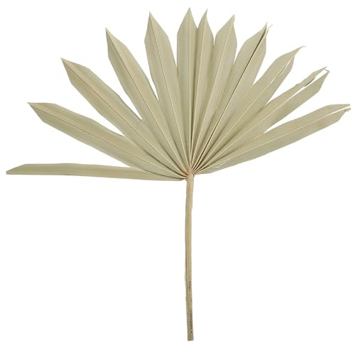Garneck Hojas de Palma Secas Decorativas Originales para Decoración de Paredes y Arreglos, Material Natural para Bodas y Fiestas, Abanicos de Palma Preservados para Decoración Hogareña