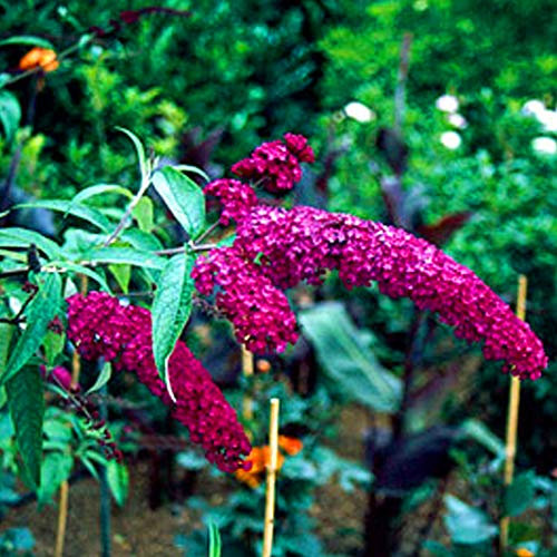 1 X BUDDLEIA DAVIDII 'Royal RED' DECIDUOUS Shrub Hardy Garden Plant in Pot