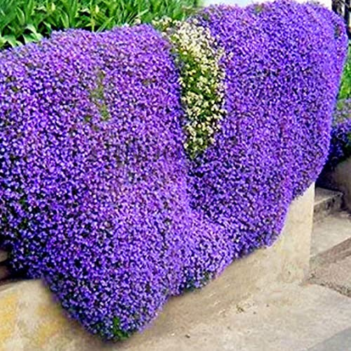 Saterkali Semi di crescione, 300 pezzi Semi di crescione Semi di erbe perenni multicolori resistenti al freddo per esterni Viola chiaro Aubrieta Semi