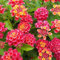 Benoon Semillas De Verbena De Arbusto, 100 Piezas/Bolsa Semillas De Verbena De Arbusto Evergreen Harvest Bonsai Lantana Seeds Para Balcón Semilla