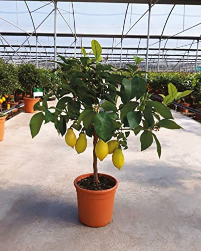 Limone 4 stagioni Citrus limon limone lunario pianta innestata in vaso ø 20 Agrumi di Sicilia, Made in Italy, Vivaio di Castelletto