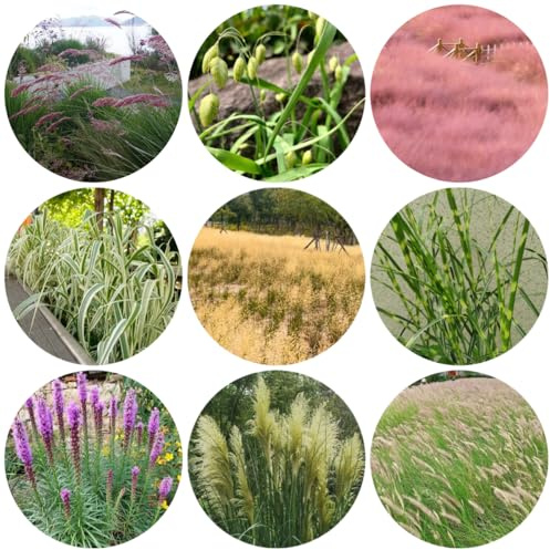 semillas de ornamental resistentes al invierno ornamentales resistentes sombra para jardín arbustos para el jardín macetas arbustos hoja 130pcs