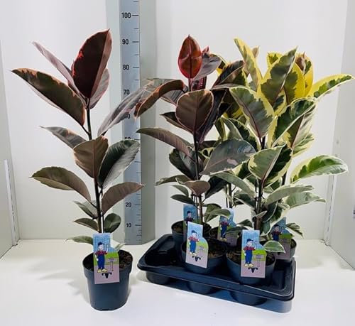 Gummibaum Ficus Elastica 3er Set – Pflegeleichte Zimmerpflanzen 80-100 cm, Gemischt | Perfekt für Zuhause, Büro & Wohnzimmer – Grüne Dekoration, Luftreinigend & Pflegeleicht