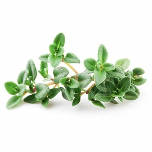 La zappa Graines de thym plante aromatique pour jardin et jardin