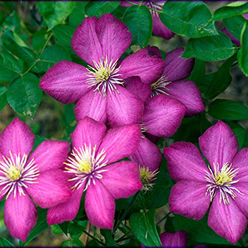Clematis 'Ville De Lyon'- Clématite 'Ville de Lyon' 50-60 cm en conteneur