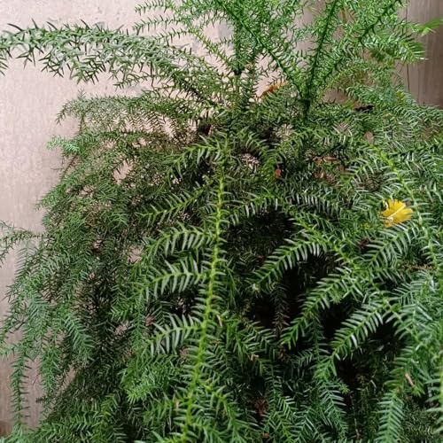 semillas de Araucaria extraño de balcón verdes resistentes semillas jardín orgánico jardín variedades antiguas Decoraciones exteriores 90pcs