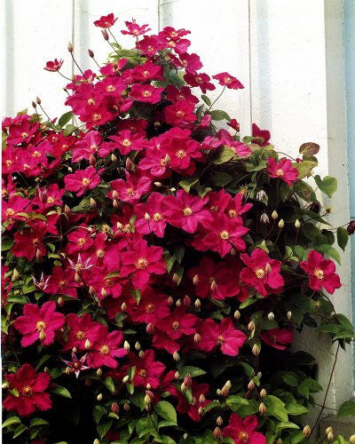Clematis Ville de Lyon® Pflanze im 2 Liter Topf