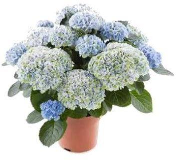 Hydrangea Azul Planta Natural Popularmente Conocida como Hortensia