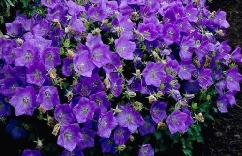 Buy4seeds 5000 Seeds Campanula carpatica Blue Bellflower Useful for Gardening (5000 Seeds) Easy to Grow