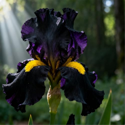 Rizoma di Iris grande/Rizoma di Iris tedesco/Balcone/Vaso/Decorazione da giardino/Resistente al freddo-6 PCS-J