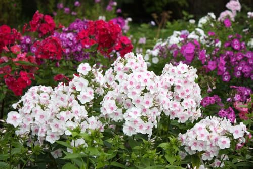 3 Mixed Color Phlox Roots for Planting - Beautiful Perennial Phlox Flowers