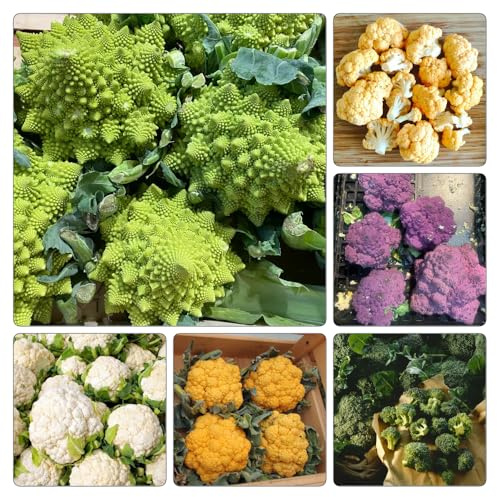 Semi di cavolfiore, orticole giardino biologici, varietà antiche, campo aperto 250pcs