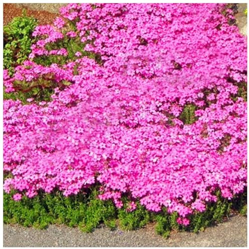 400 Graines de Thym Serpolet Rouge - Plante Vivace Couvre-Sol, Faciles à Planter, graines de thym rampantes, Fleurs Anciennes pour Jardin, Balcon et Parterre (Rose)