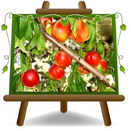 Pêches nectarines à la pulpe blanche Crasiommolo -Plante fruitière vieux résistant à la bulle sur pot 20 sur porte-greffe