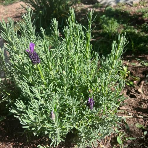 semi di lavanda semi biologici tagliati di esotica selvatica balcone bonsái decorazione 500pcs
