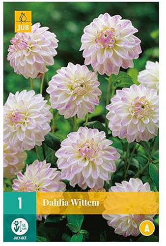 Jub - 1 bulbe Dahlia Wittem