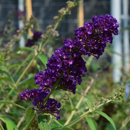 Vivai le Georgiche - Pianta vera di Buddleja davidii Black Knight - vaso Ø 18 cm
