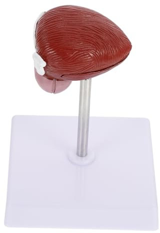 Gatuida Anatomisches Blasenmodell Aus Kunststoff Naturgetreues Medizinisches Lehrmittel Für Biologieunterricht Realistisches Menschliches Harnblasen Modell Mit 2 Teilen Für Schulungen