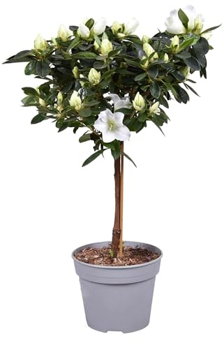 Azalea - Tronco alto, bianco, 40 cm, diametro 13 cm, facile da pulire, per balcone, terrazza e interni