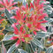 1 X PIERIS 'FLAMING SILVER' IMMERGRÜNER STRAUCH WINTERHARTE GARTENPFLANZE IM TOPF P9