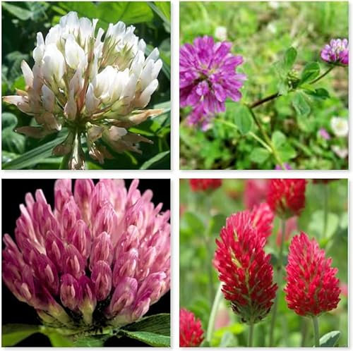 Mix White and red Clover Seeds Flower Seeds Seed Mix red and White Annual Meadow to Cover Square Meter (5 Square Meter)