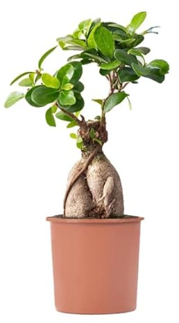 Ficus Ginseng Bonsái el Mini Árbol Natural que Cautivará Todas las Miradas