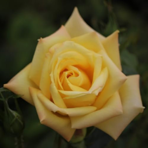 GARTHWAITE NURSERIES® : - Potted 2 Litre Hybrid Tea Rose Grandpa Dickson Perennial Plant
