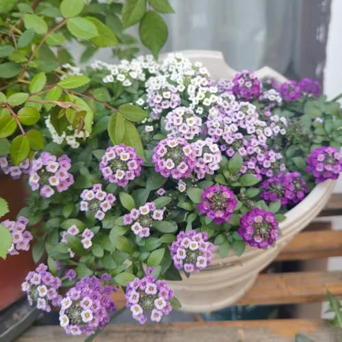 Semi di Lobularia marittima, da giardino sementi biologiche perenne balcone 800pcs