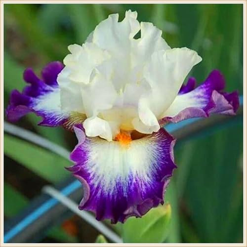 Iriszwiebeln, Irispflanzen - Einfach zu kultivieren - Verschönern Sie die Umgebung und dekorieren Sie den Garten-6zwiebeln-G