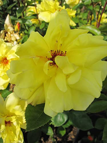 Rosa Golden Showers®- Kletterrose Golden Showers®