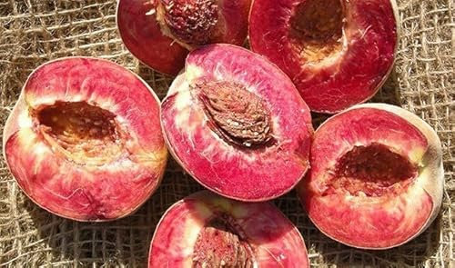 Pesco Sanguinella a Polpa Rossa – Pianta da Frutto Antica e Rara in Vaso H 160 cm – Albero di Pesche Rosse Damaschine – Varietà Rustica Autofertile – FOTO REALI